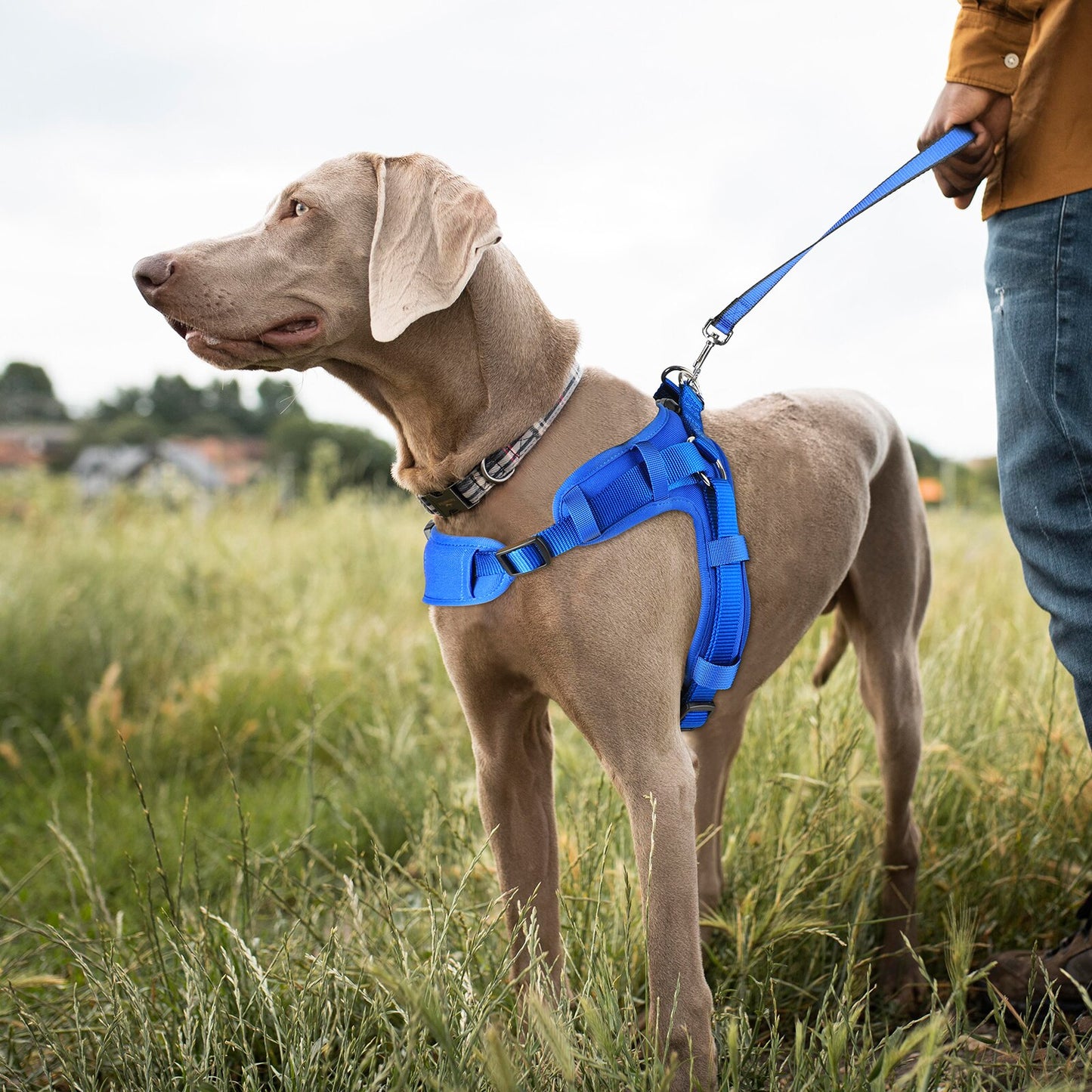 MASBRILL No Pull Dog Harness Adjustable Gentle Comfortable Control Medium Large Naughty Dog Vest Safety Vehicular Dog Walking